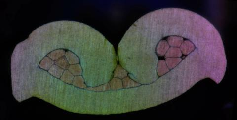 Section image